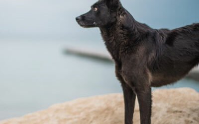 Pet First Aid Basics – Be prepared for any situation