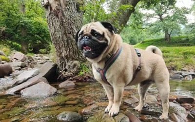 Training Refresher – Mastering the basics with your dog