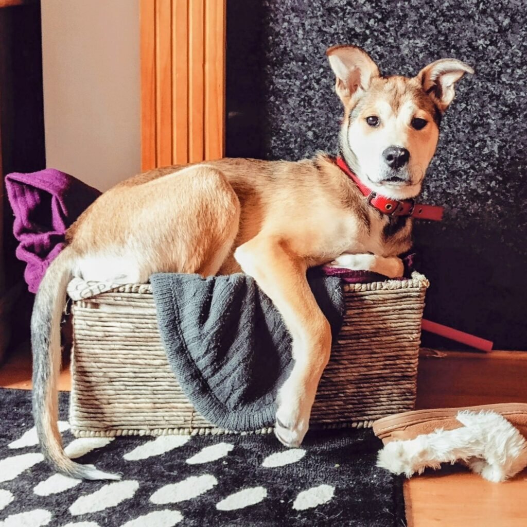 Dog lounging in doggy bed