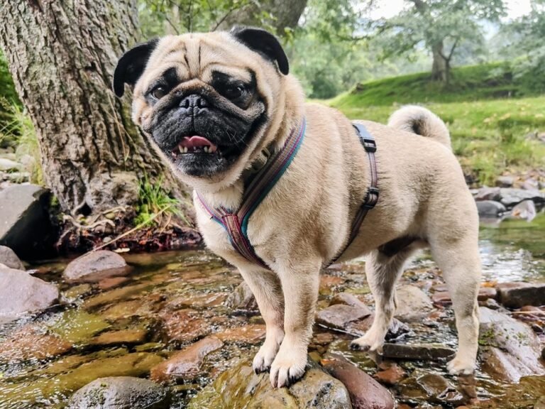 Pug dog standing in a forest river