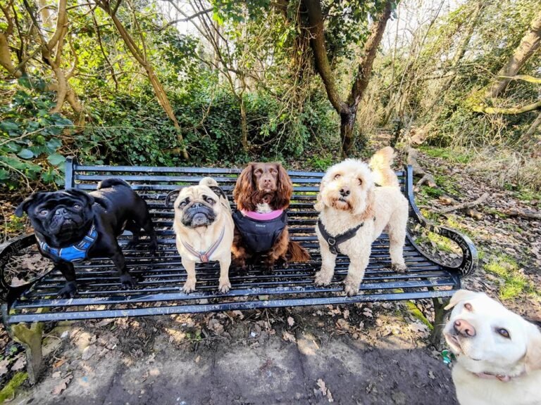 Cute dogs sitting on a park bench