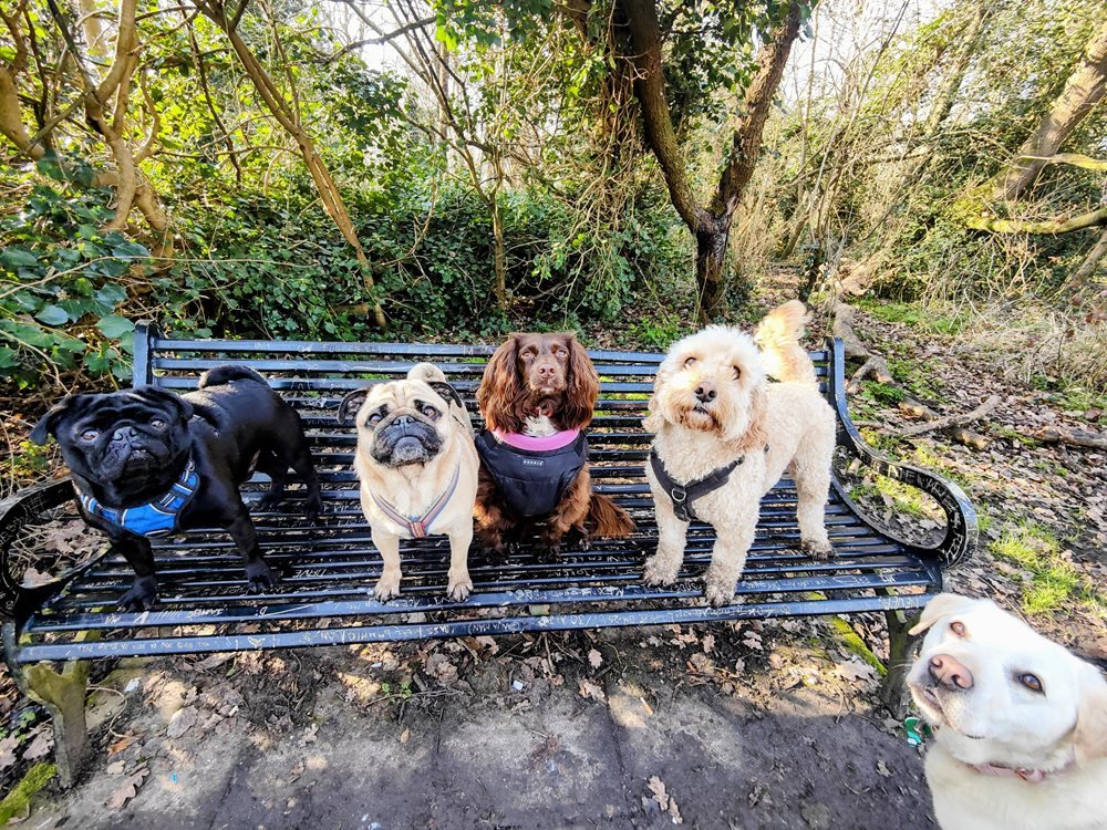 Cute dogs sitting on a park bench