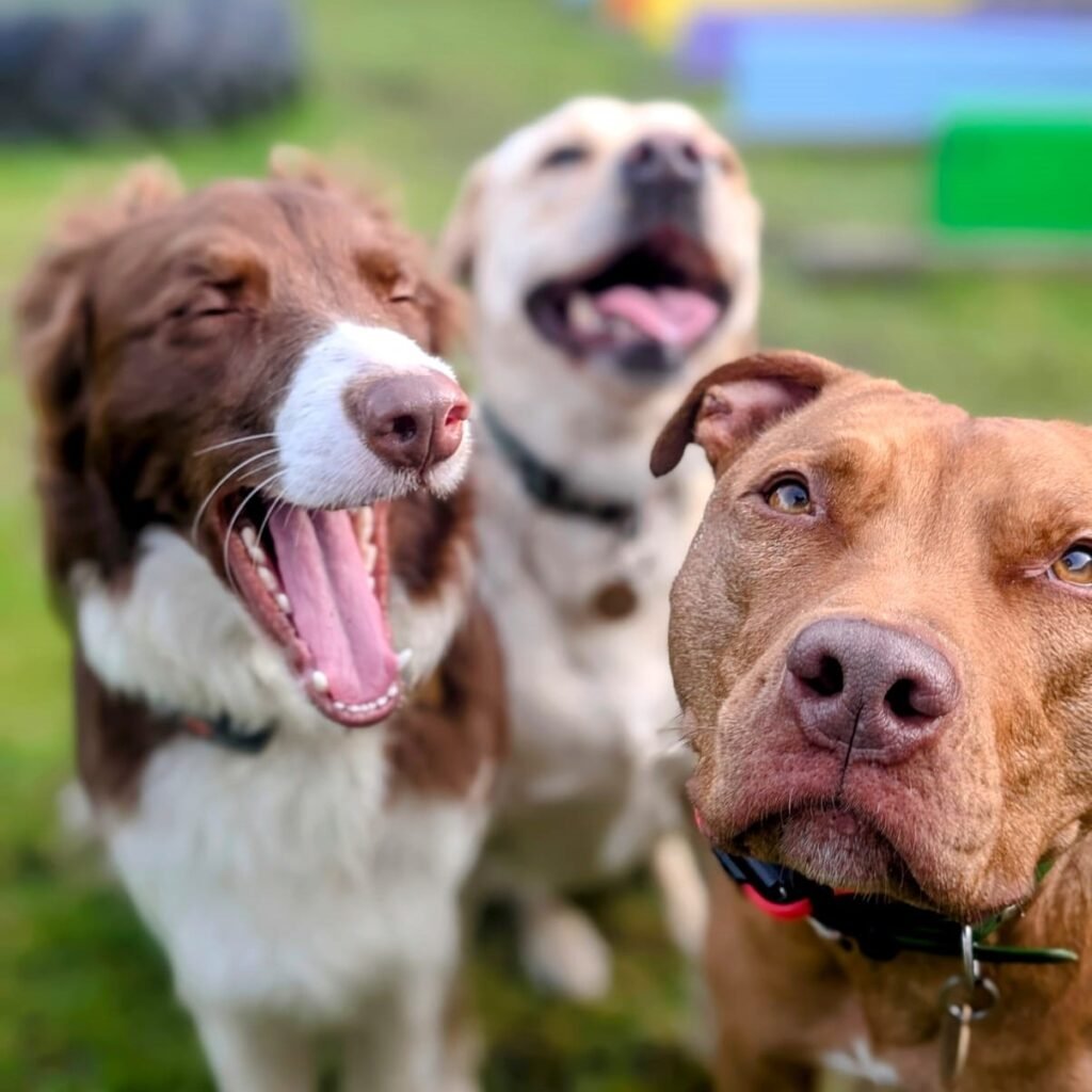 3 dogs looking happy