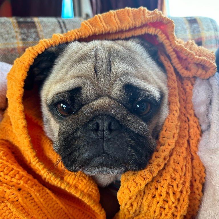 a cute pug in a blanket hood