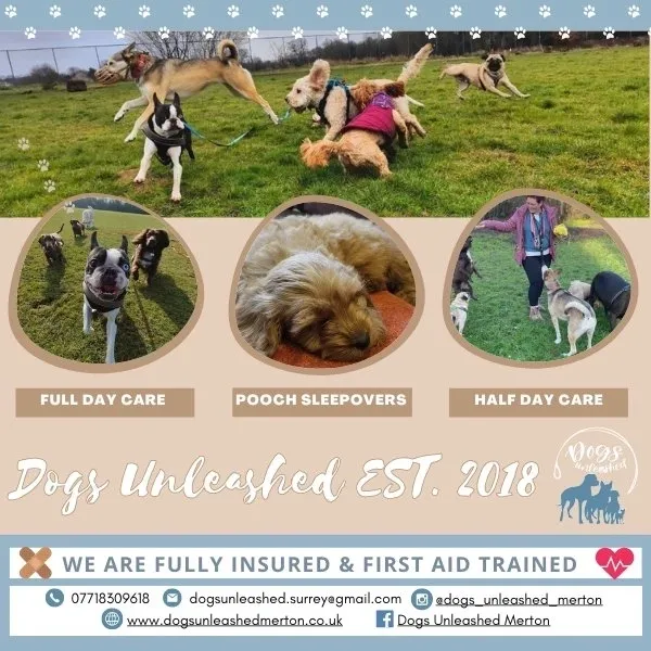 dogs unleashed brochure