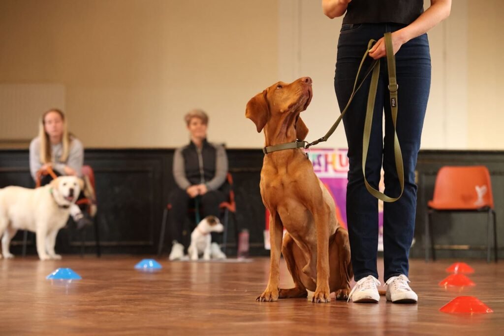 Dog behaviour training session with supportive guidance at Kahu K9