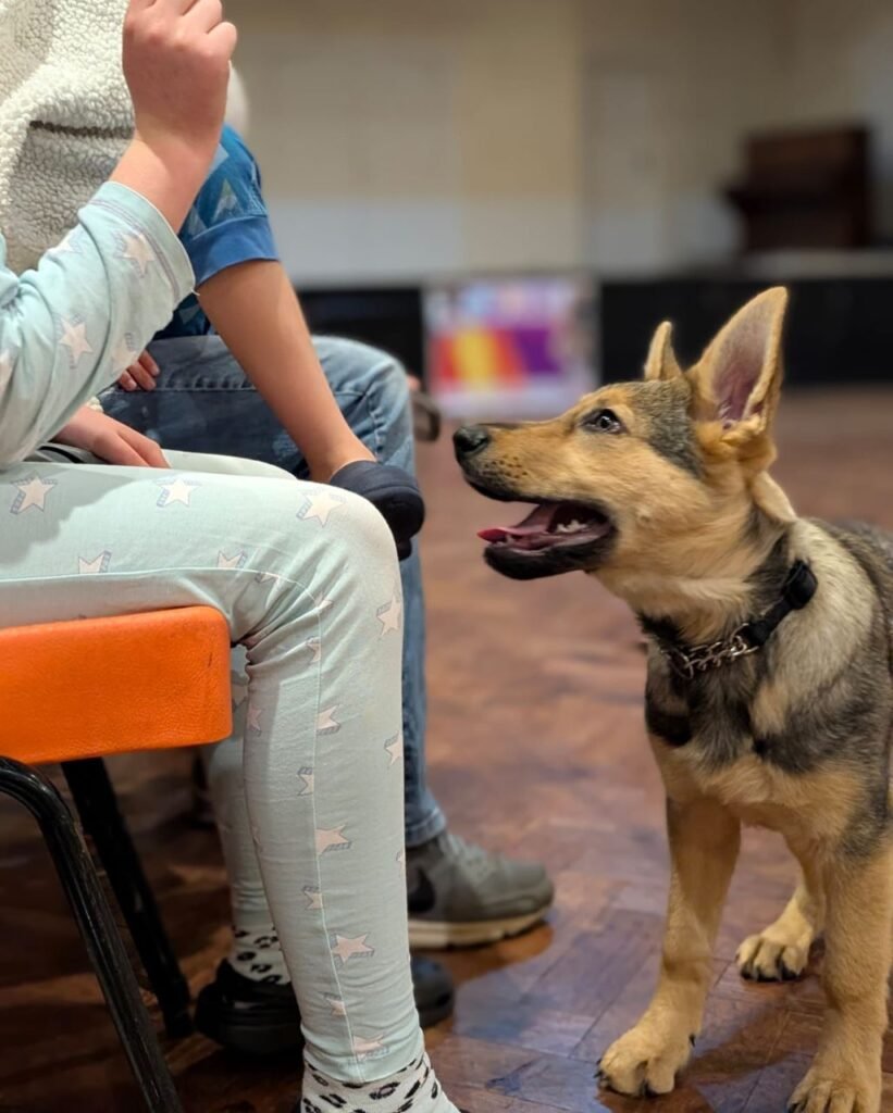 Dog behaviour training at Kahu K9 with the whole family working together to train their dog