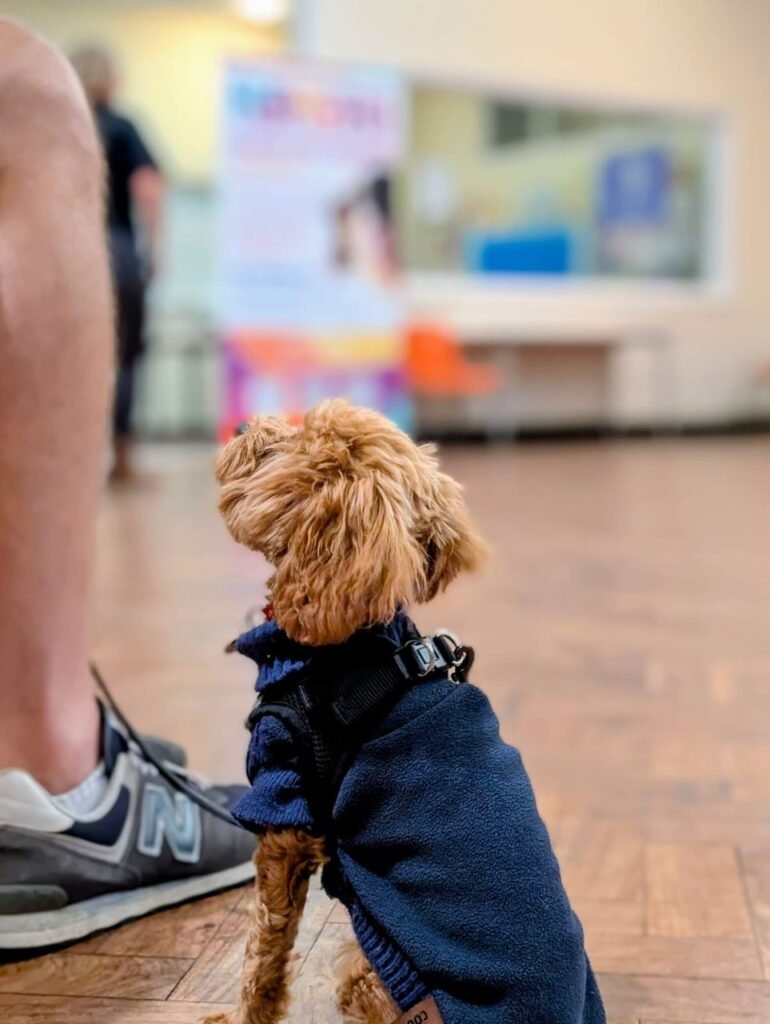 Dog behaviour training at Kahu K9 with owner and dog in interactive exercise