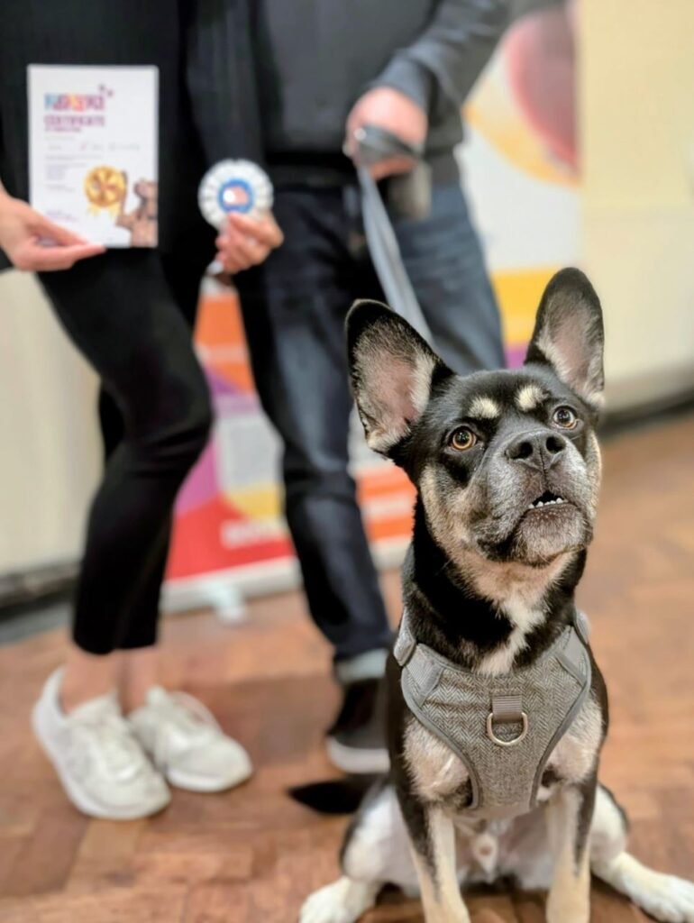 Dog behaviour training session at Kahu K9 with owner and dog working together