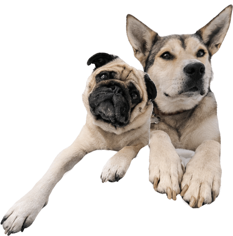 skye and pugzly dogs laying