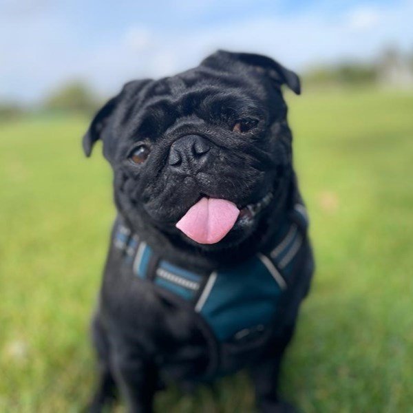 A cute little dog sitting with his tongue out