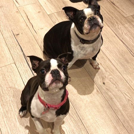 Two dogs sit training wait patiently for their treat