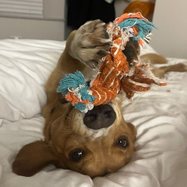 A dog lying on his back while playing with a toy