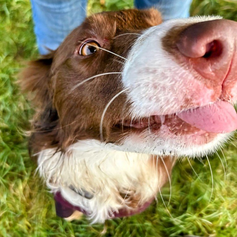 A dog closely sniffing the camera