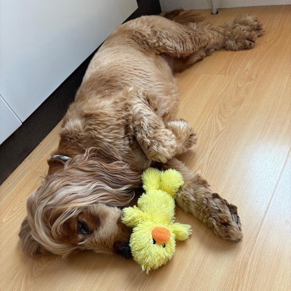 A fluffy dog plays on the kitchen floor with their duck toy