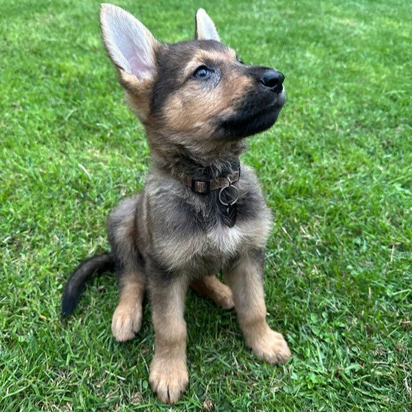 A little puppy dog learning sit training