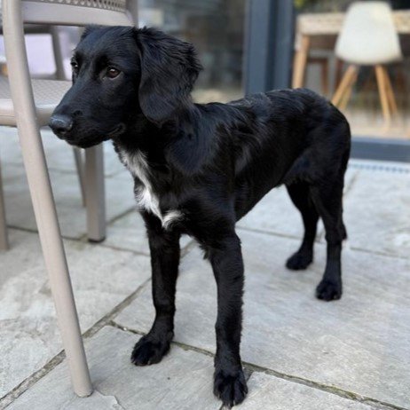 A black dog stands outside on the home patio
