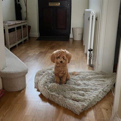 A little dog waits patiently on the dog bed at home