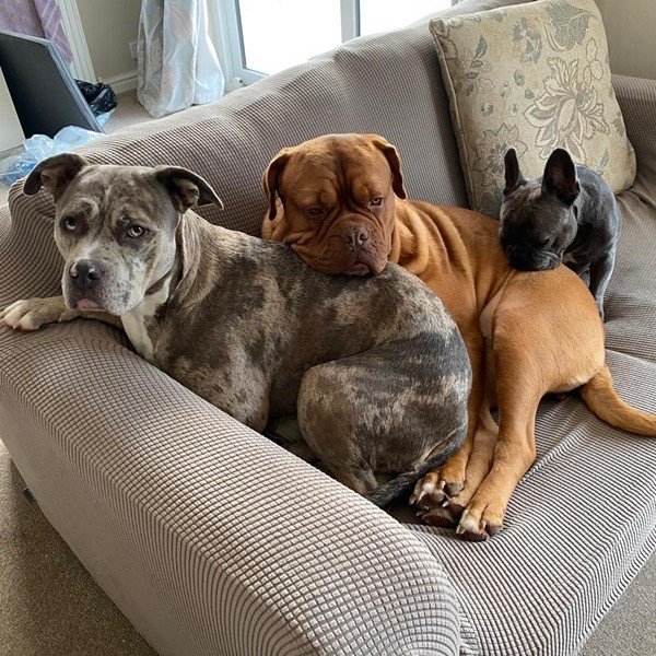3 dogs snuggle together on their owner's sofa at home