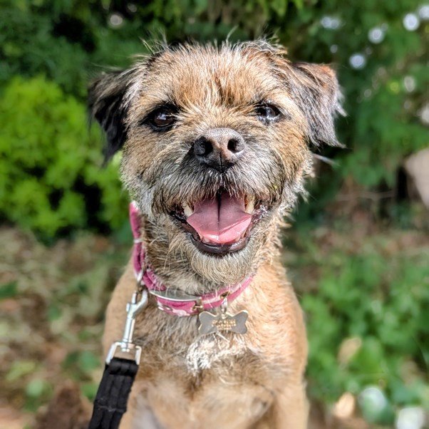 A little dog on lead