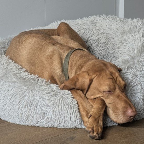 A dog sleeping in his comfortable bed at home