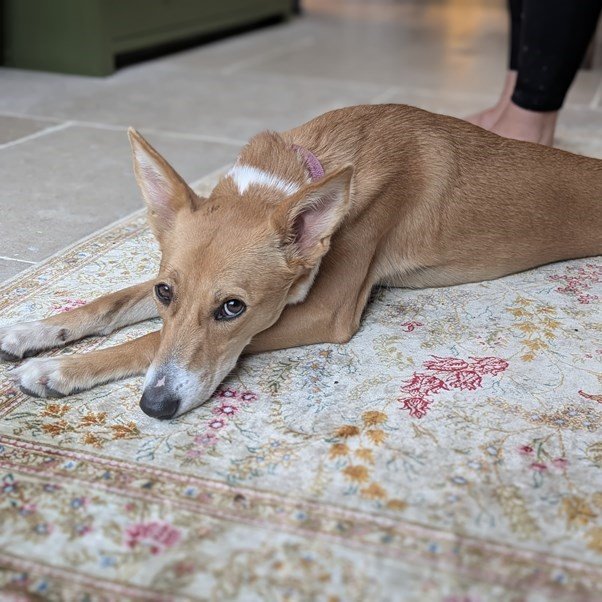 A dog cutely looking at the camera while lying down on the carpet
