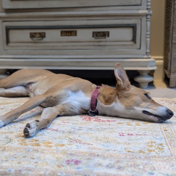 A long dog stretched out on the carpet