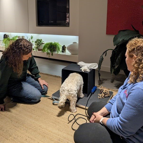 Rochelle training a little dog in her client's home
