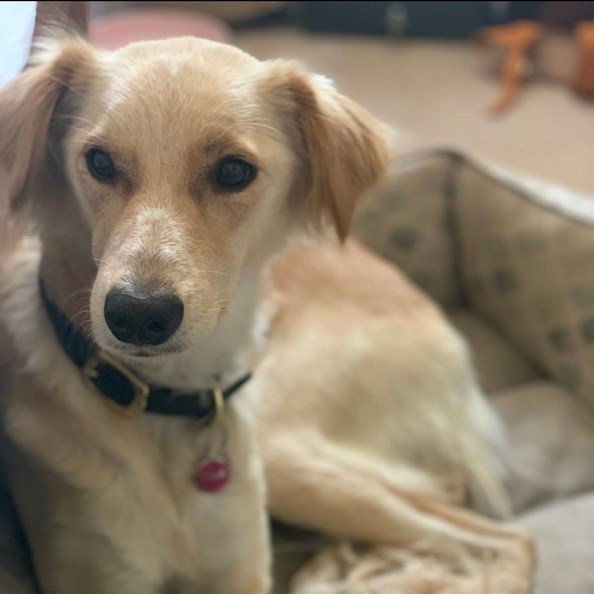 Dog sitting comfortably on the couch